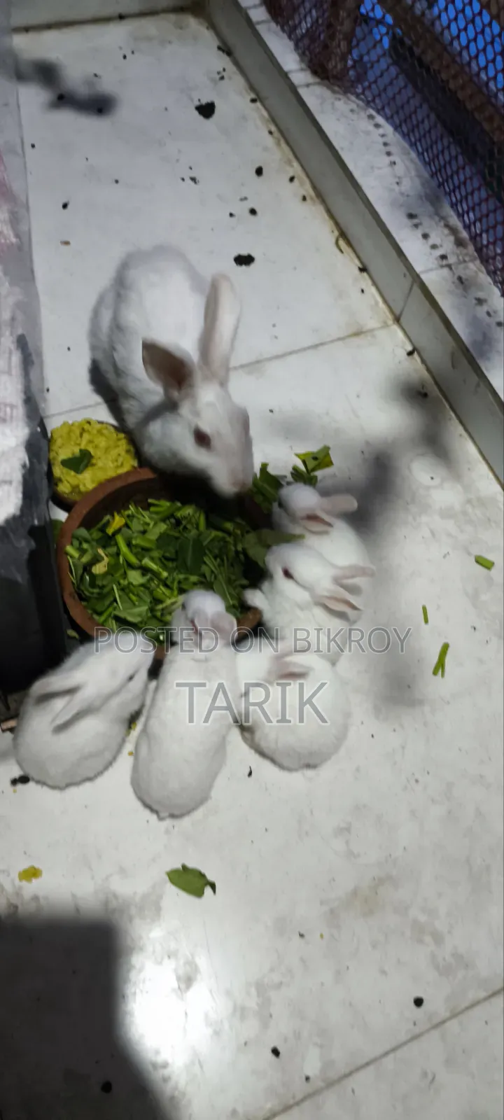 5 Beautiful White Baby Rabbits with Red Eyes for Sale
