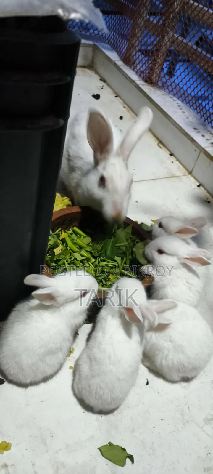 5 Beautiful White Baby Rabbits with Red Eyes for Sale