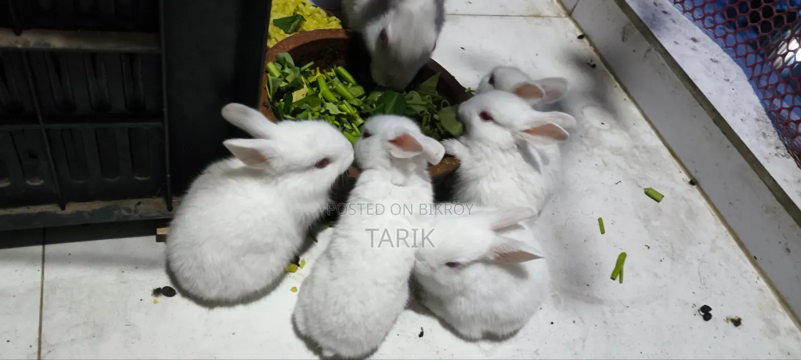 5 Beautiful White Baby Rabbits with Red Eyes for Sale