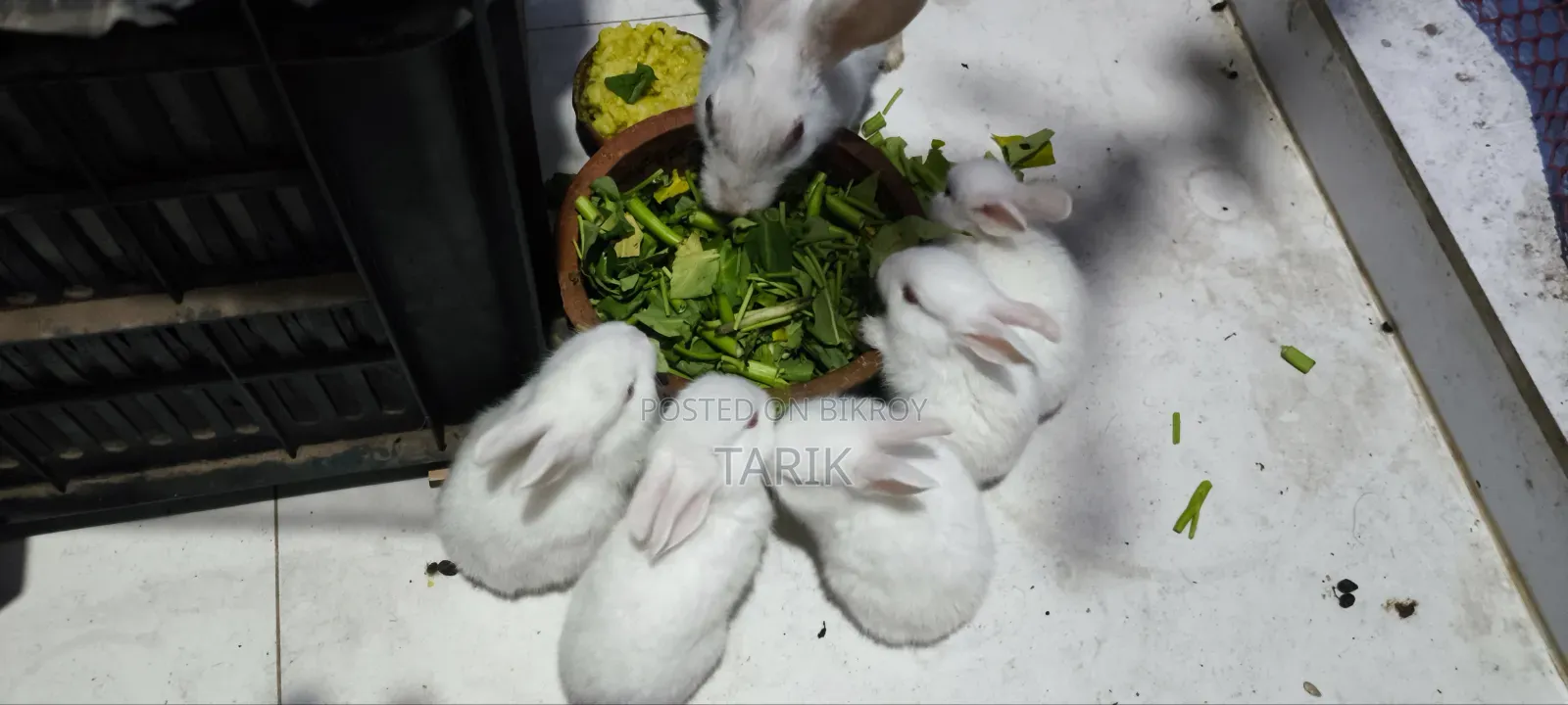 5 Beautiful White Baby Rabbits with Red Eyes for Sale