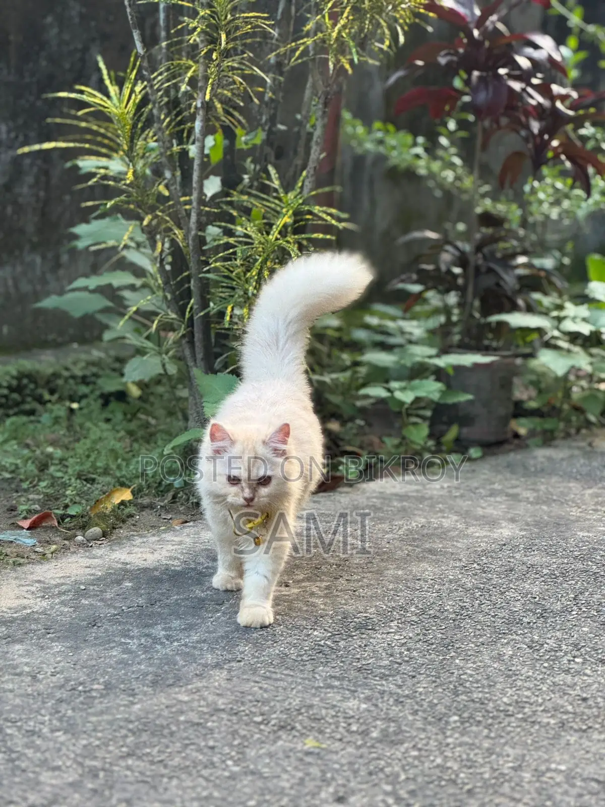 1+ Year Female Purebred Persian
