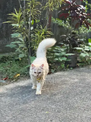 1+ Year Female Purebred Persian