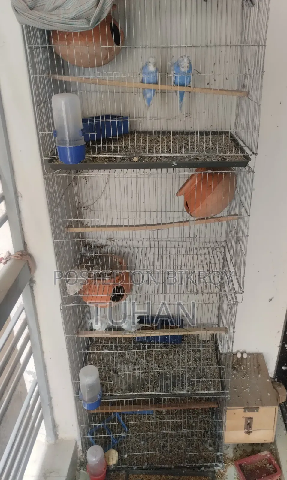 Love Bird Budgerigar (Combo)