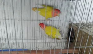 Love Bird Budgerigar (Combo)