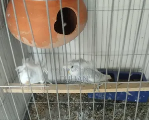 Love Bird Budgerigar (Combo)