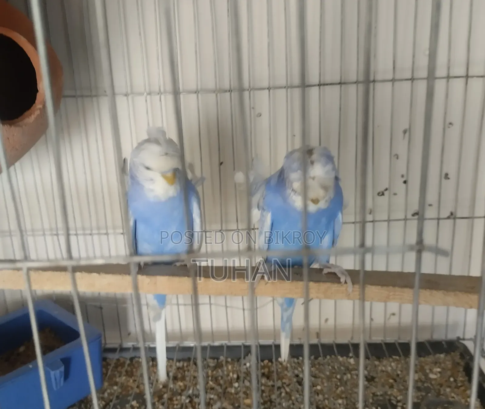 Love Bird Budgerigar (Combo)