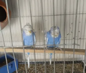 Love Bird Budgerigar (Combo)