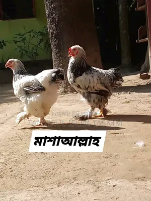 Laying Brahma Chicken (New Adult)