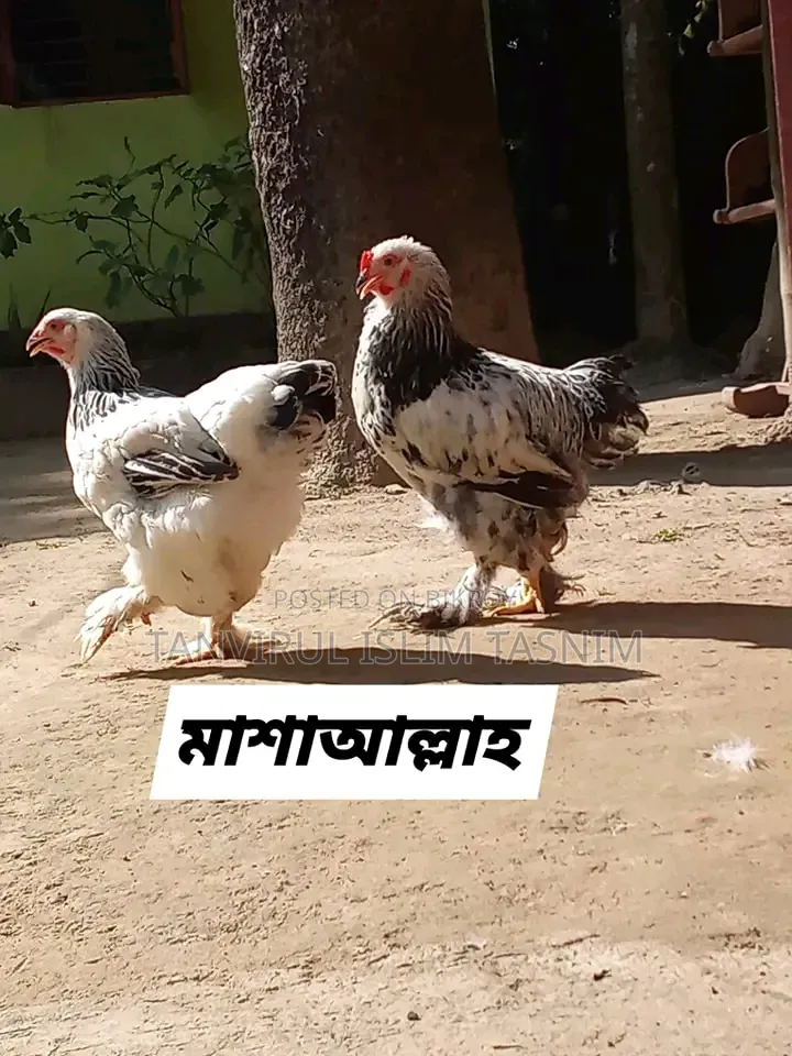 Laying Brahma Chicken (New Adult)