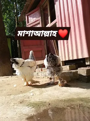 Laying Brahma Chicken (New Adult)