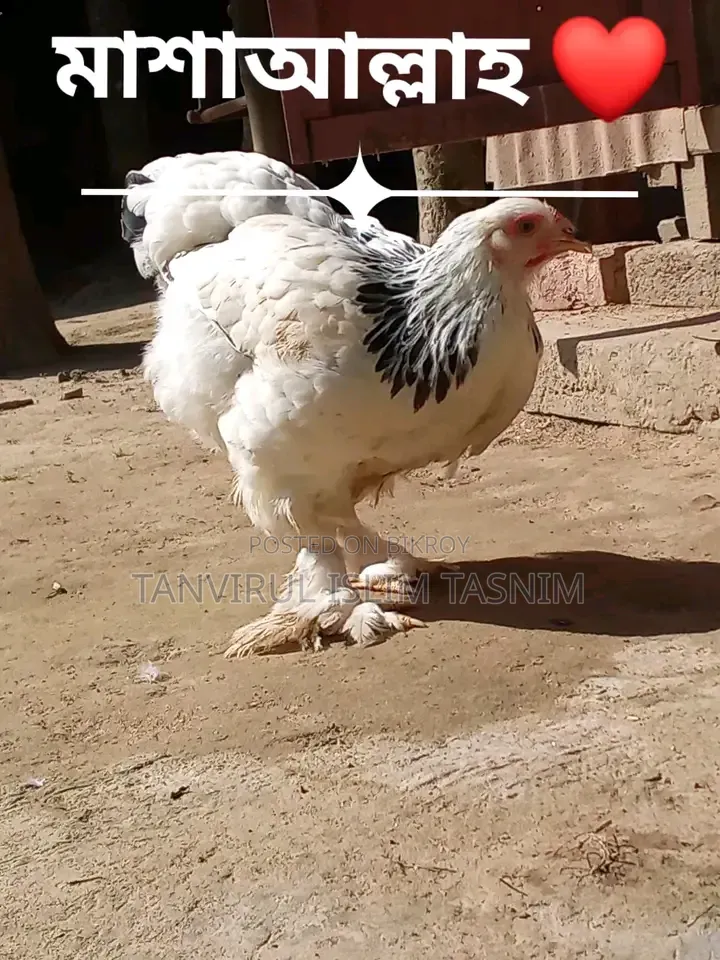 Laying Brahma Chicken (New Adult)