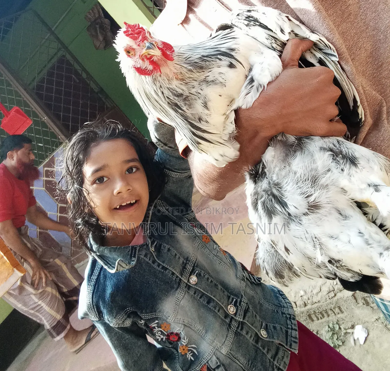 Laying Brahma Chicken (New Adult)