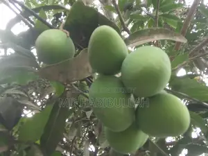 Get Fresh Raw Mangoes Now