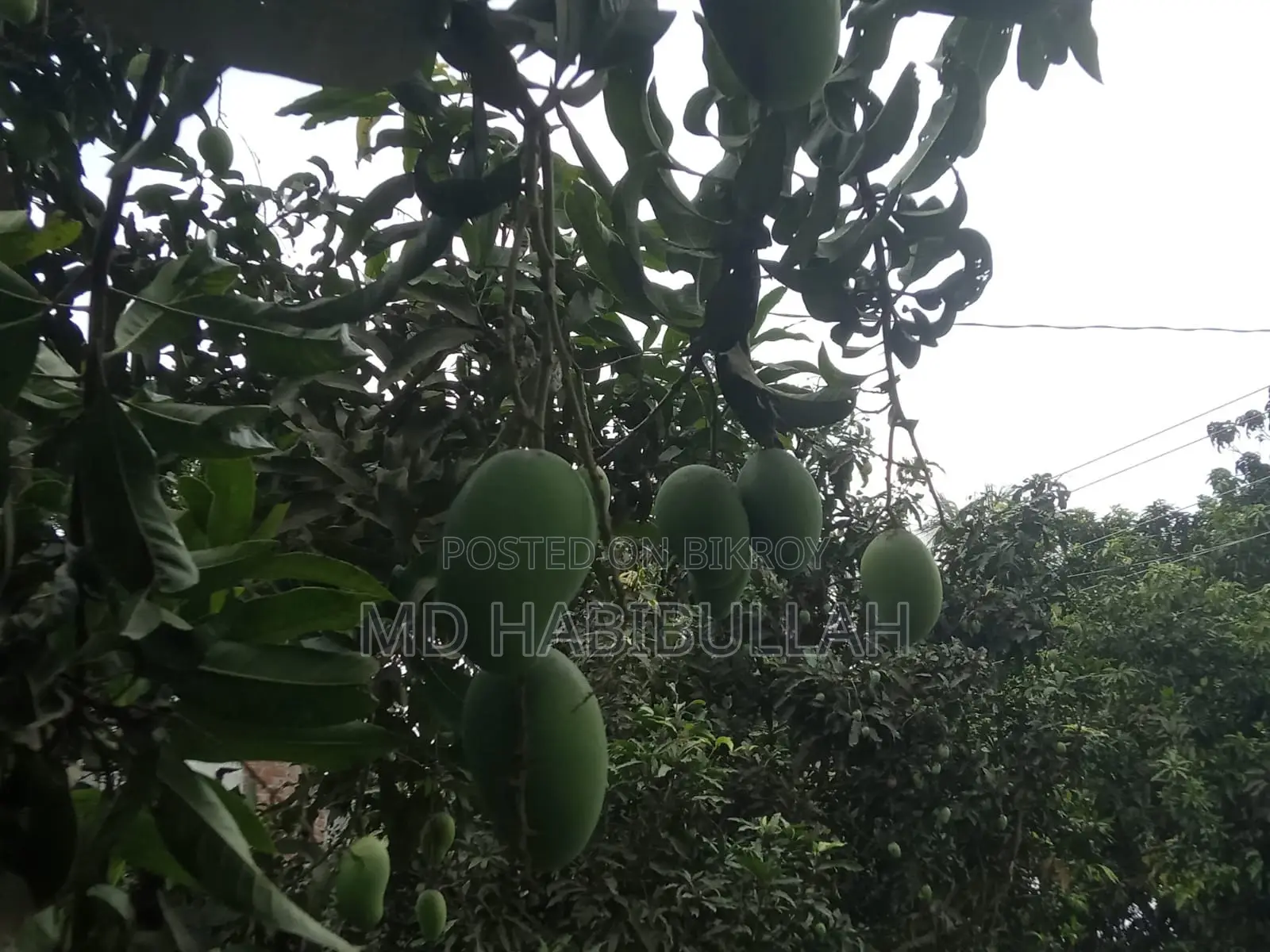 Get Fresh Raw Mangoes Now