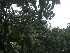 Get Fresh Raw Mangoes Now