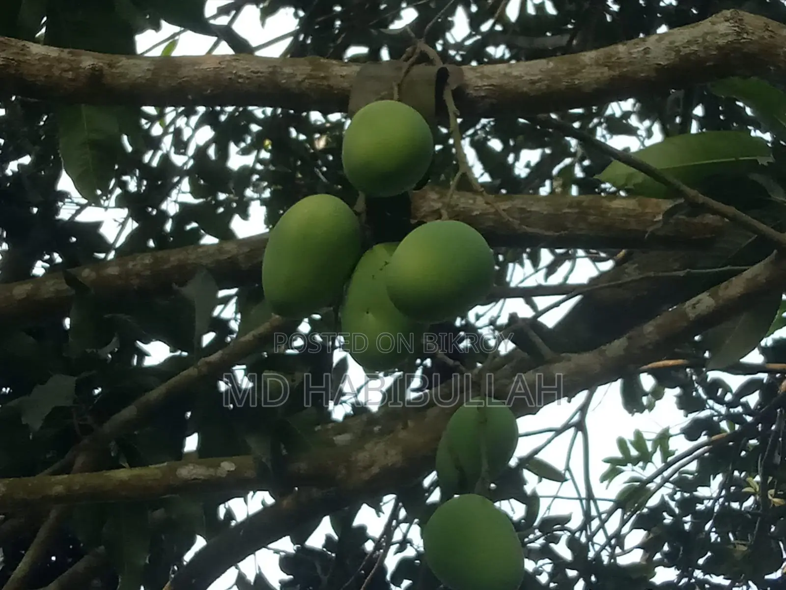 Get Fresh Raw Mangoes Now