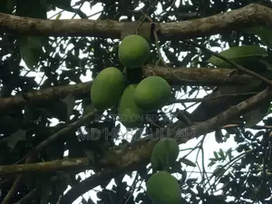 Get Fresh Raw Mangoes Now