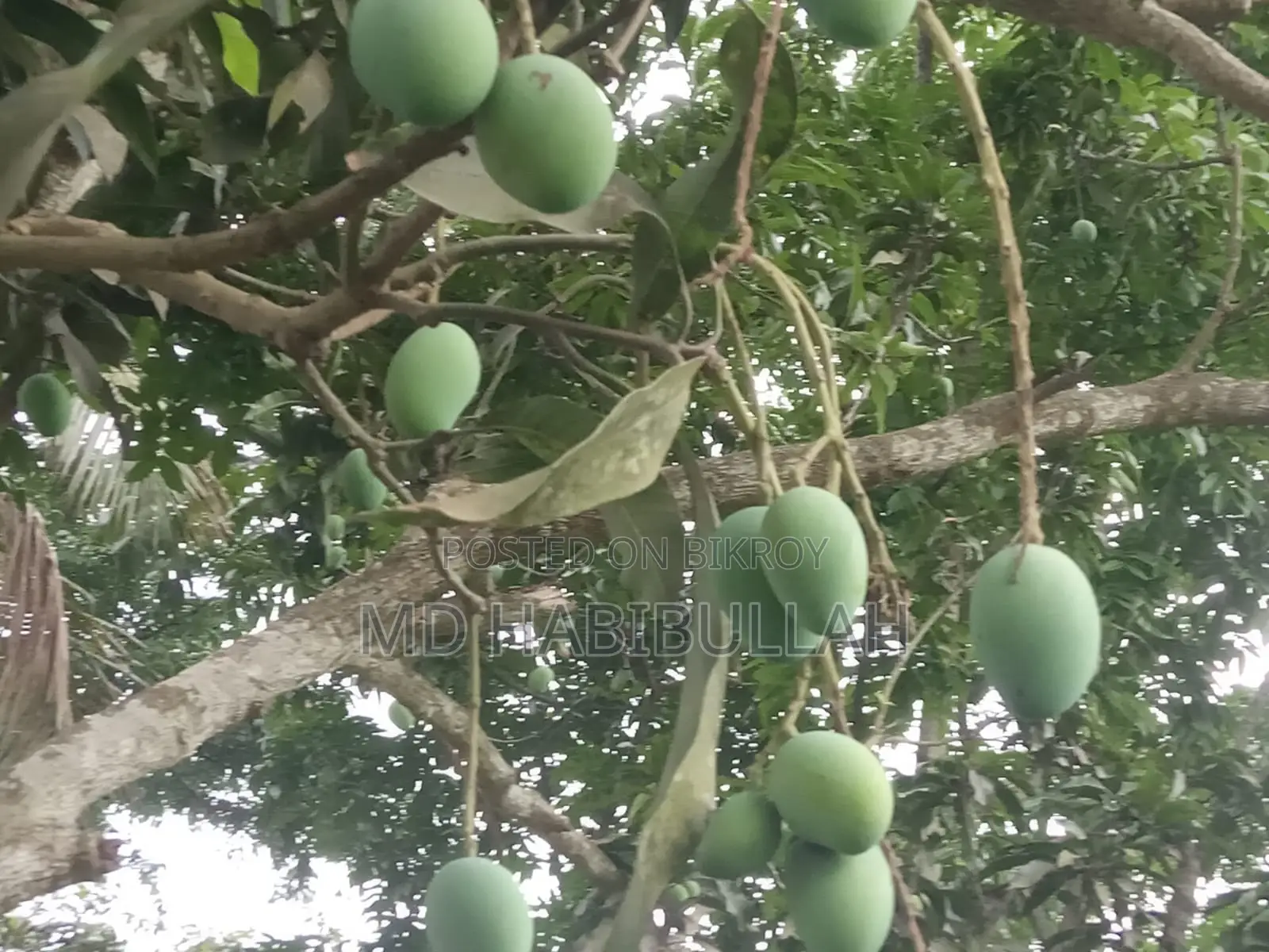 Get Fresh Raw Mangoes Now