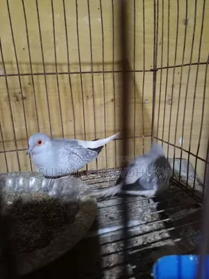 এক জোড়া সুন্দর ডায়মন্ড ঘুঘু বিক্রি হবে