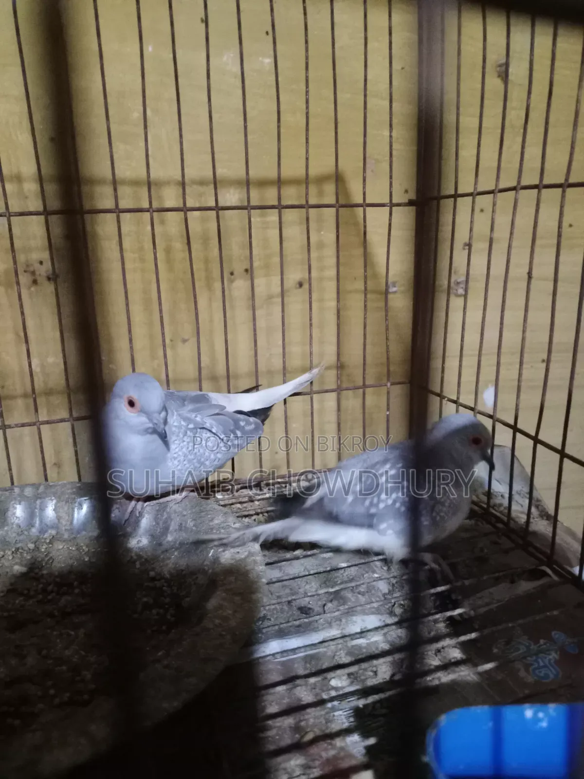 এক জোড়া সুন্দর ডায়মন্ড ঘুঘু বিক্রি হবে
