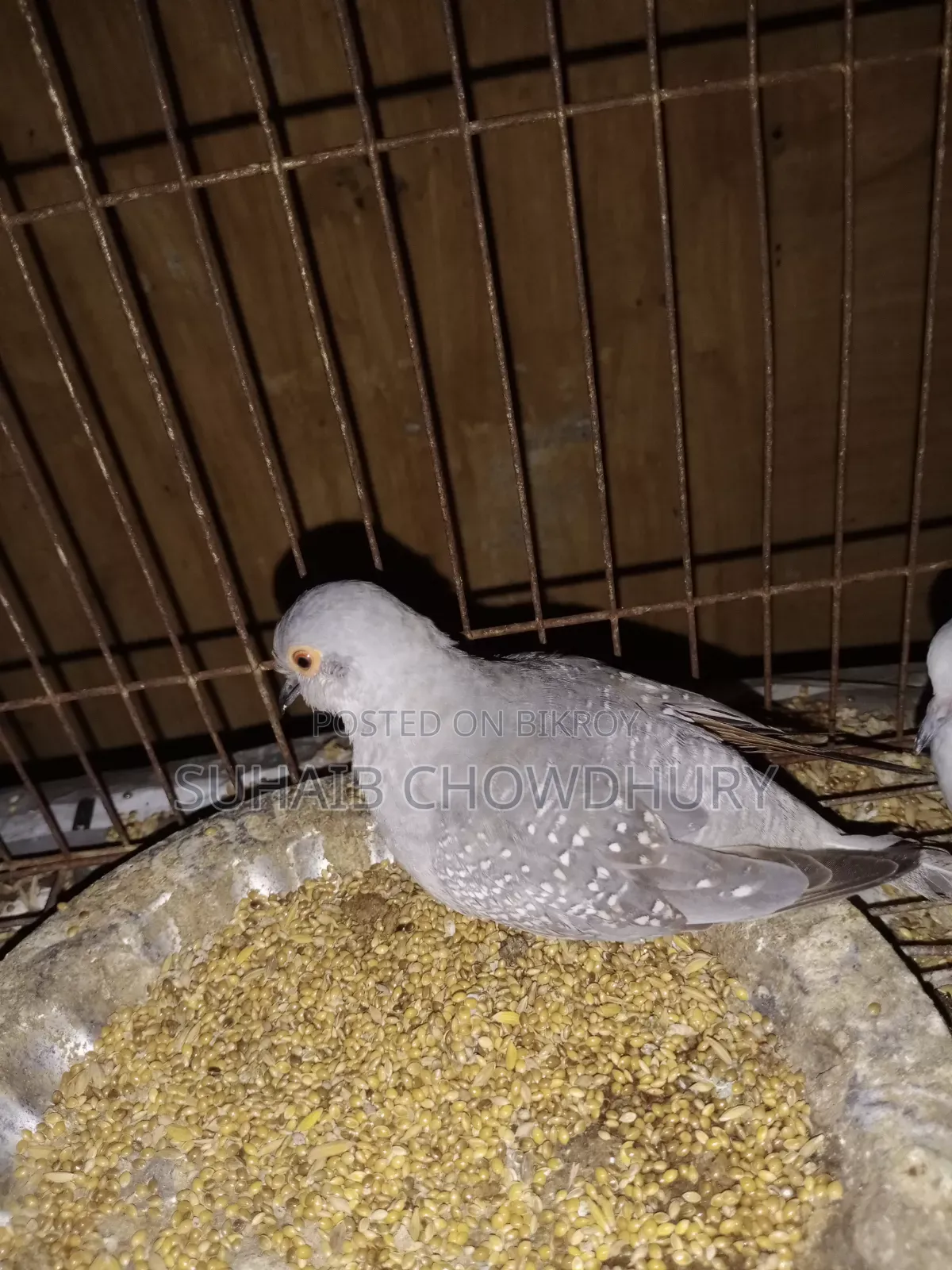 এক জোড়া সুন্দর ডায়মন্ড ঘুঘু বিক্রি হবে