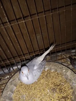 এক জোড়া সুন্দর ডায়মন্ড ঘুঘু বিক্রি হবে