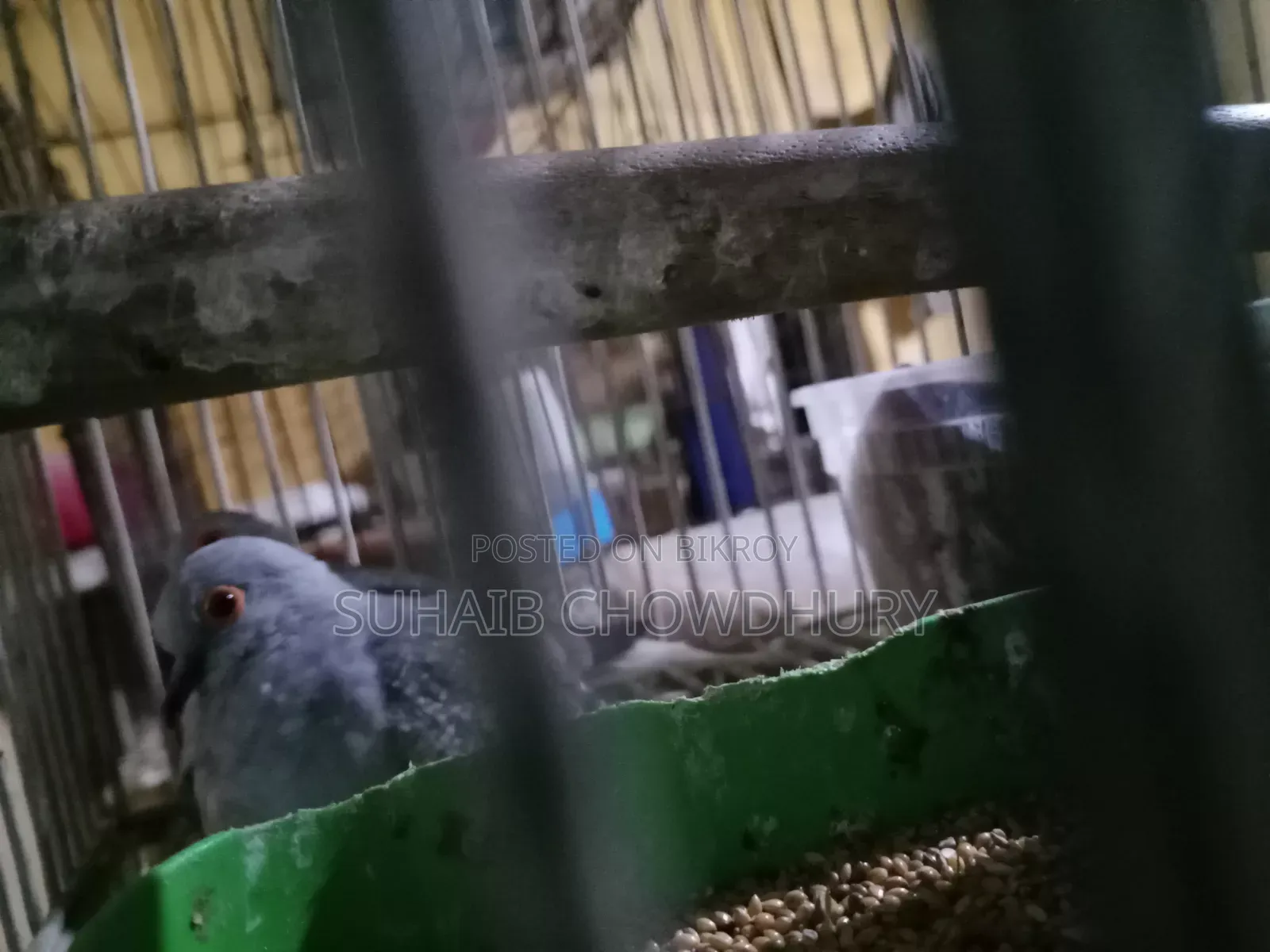 এক জোড়া সুন্দর ডায়মন্ড ঘুঘু বিক্রি হবে