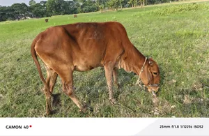 Two cows, one is one-month pregnant