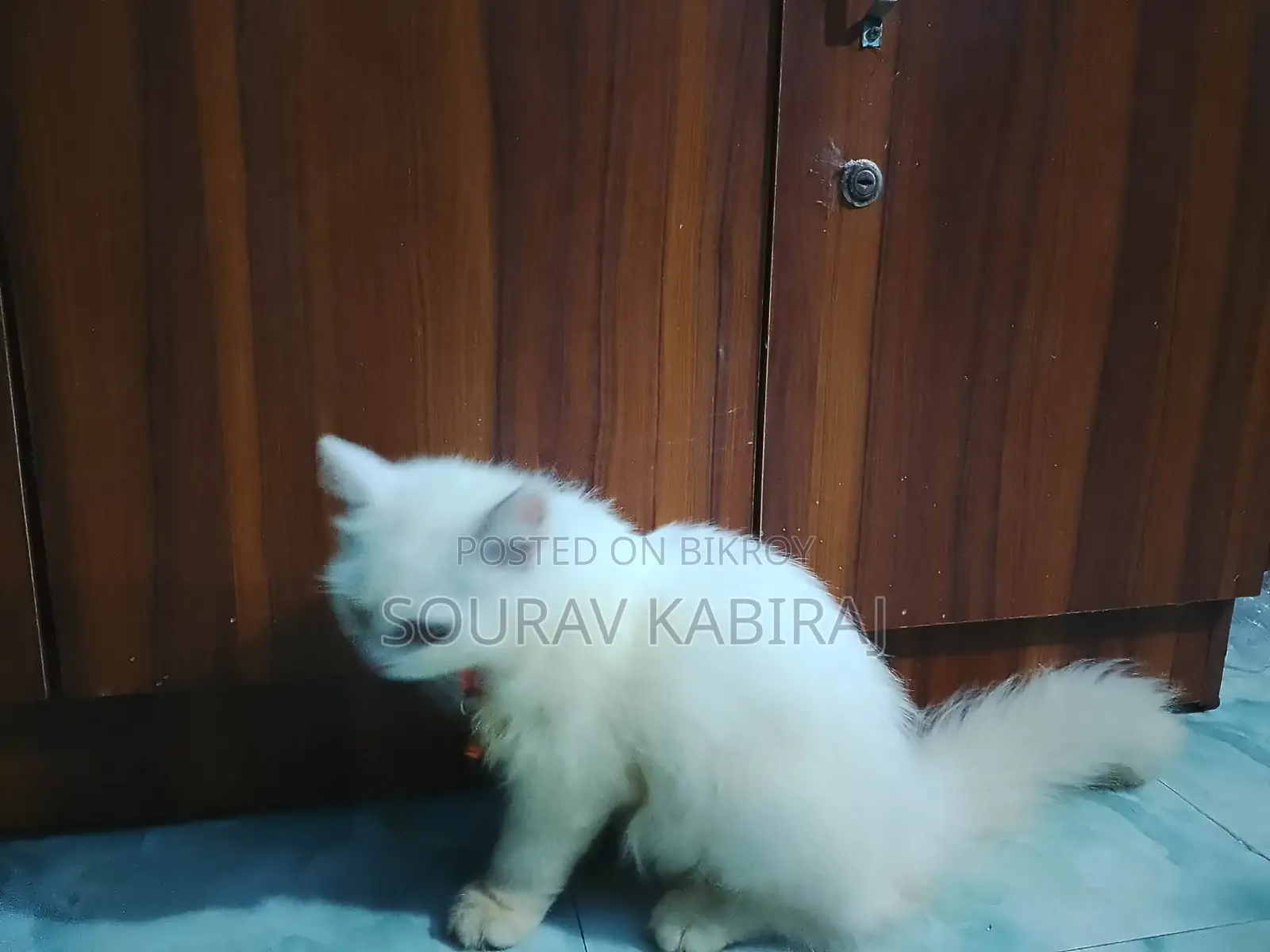3-6 Months Male Purebred Persian