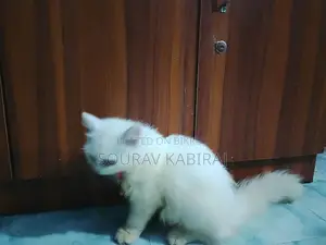 3-6 Months Male Purebred Persian