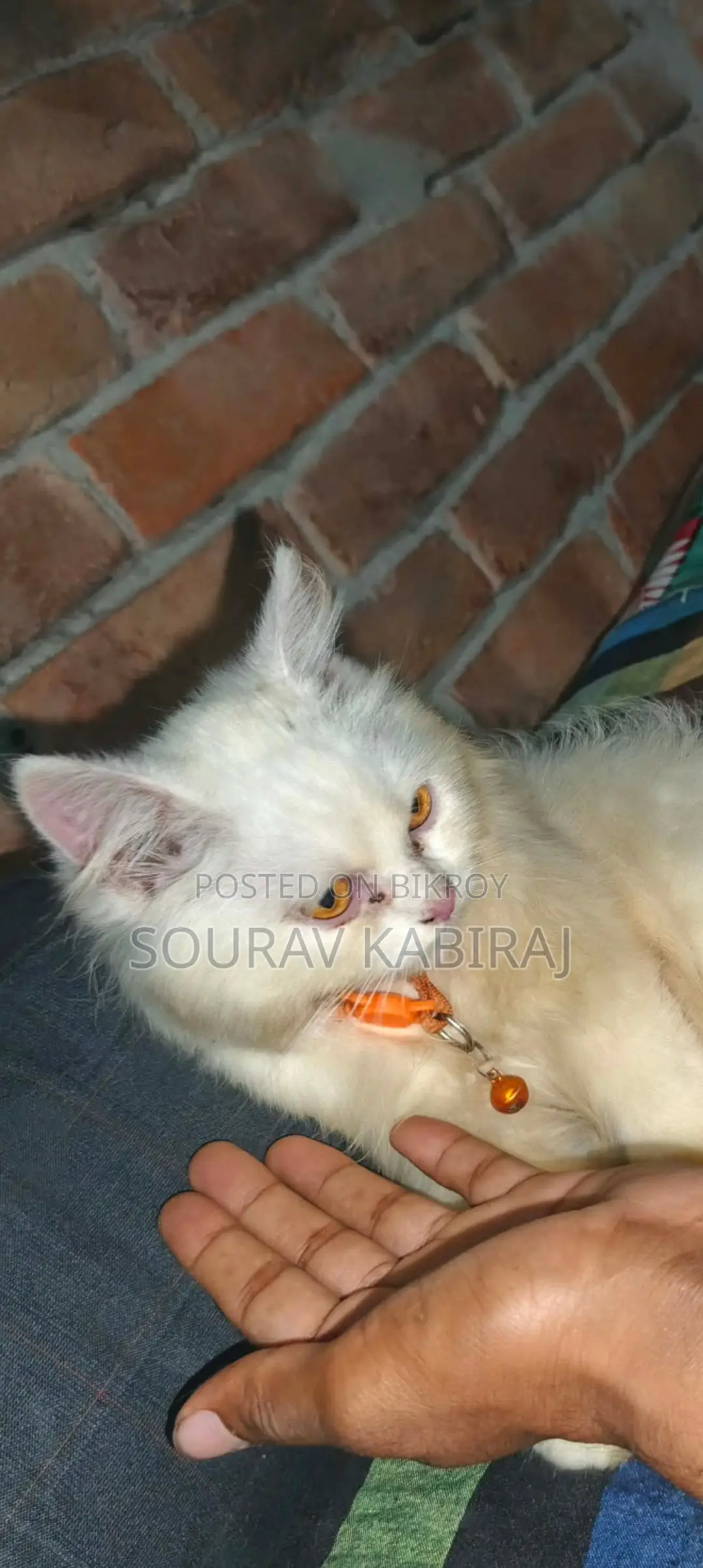 3-6 Months Male Purebred Persian