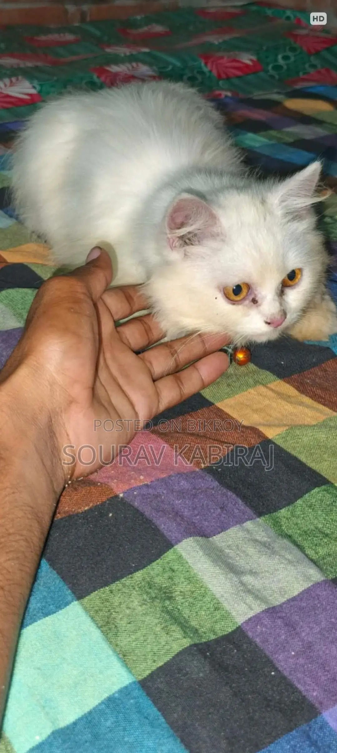 3-6 Months Male Purebred Persian