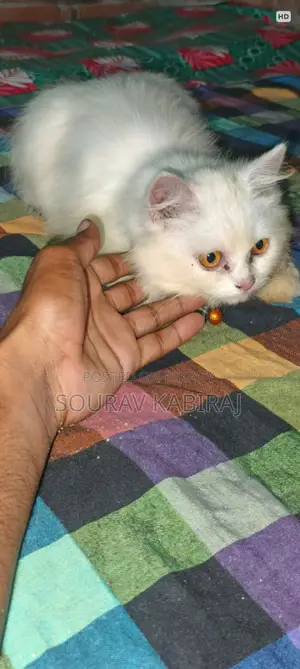 3-6 Months Male Purebred Persian