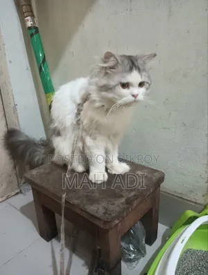 ১+ বছরের পুরুষ পিওরব্রেড বিড়াল
