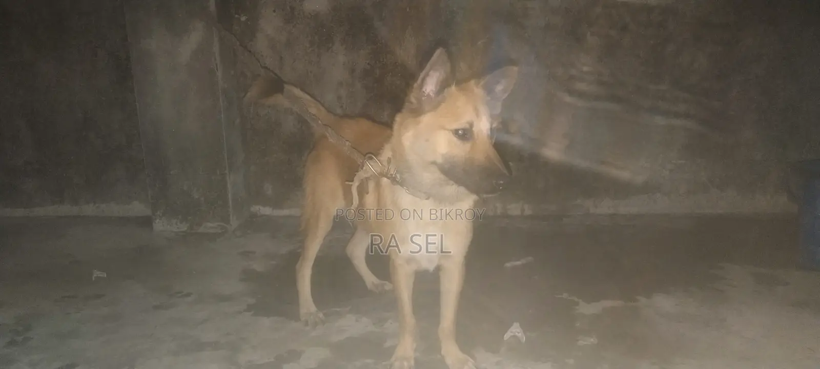 6-12 Months Male Purebred German Shepherd