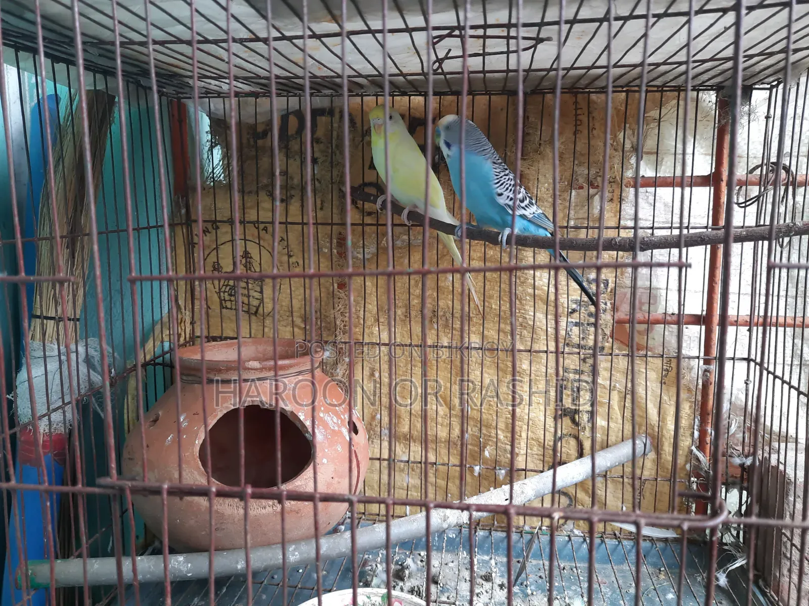 Pair of birds for sale with cage