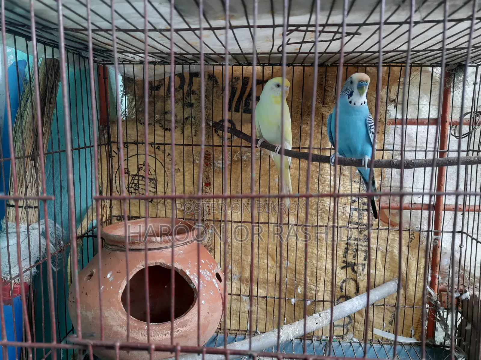 Pair of birds for sale with cage