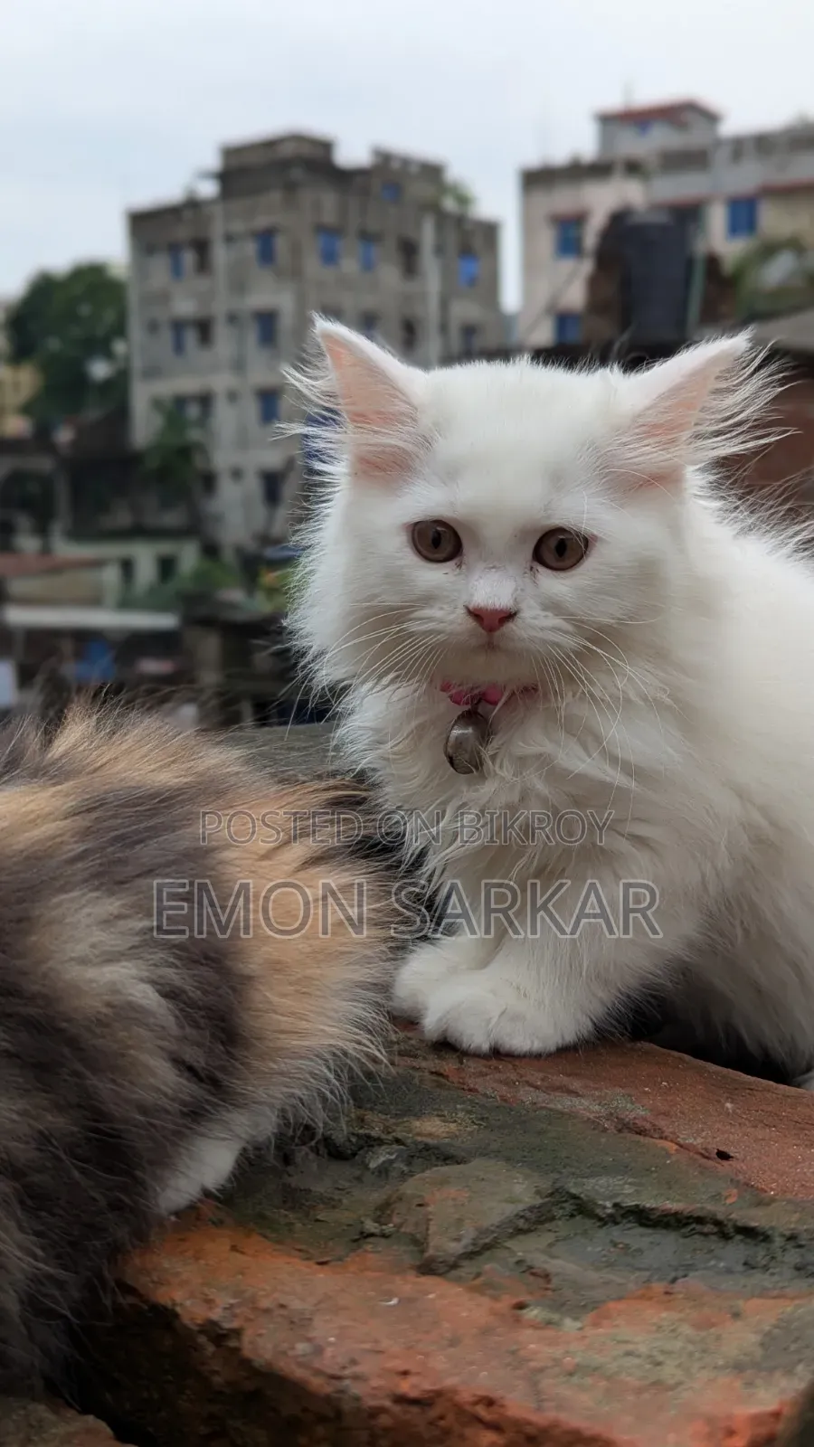 1-3 Months Female Purebred Persian