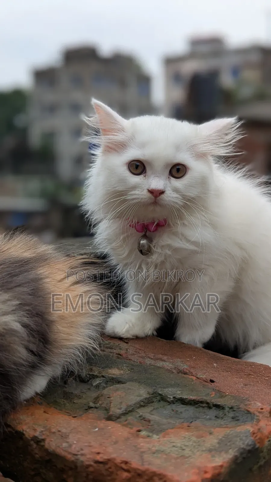 1-3 Months Female Purebred Persian