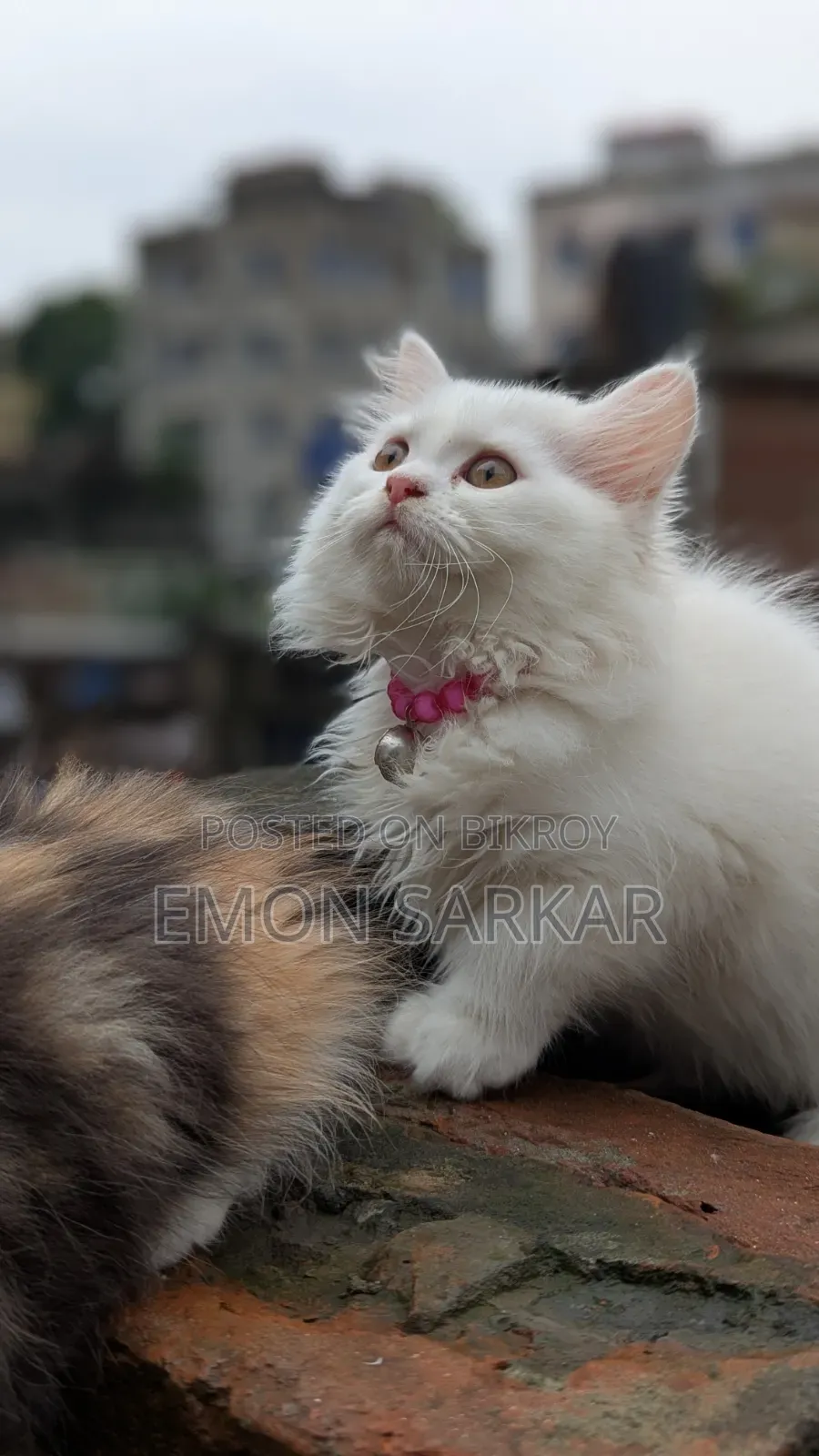 1-3 Months Female Purebred Persian