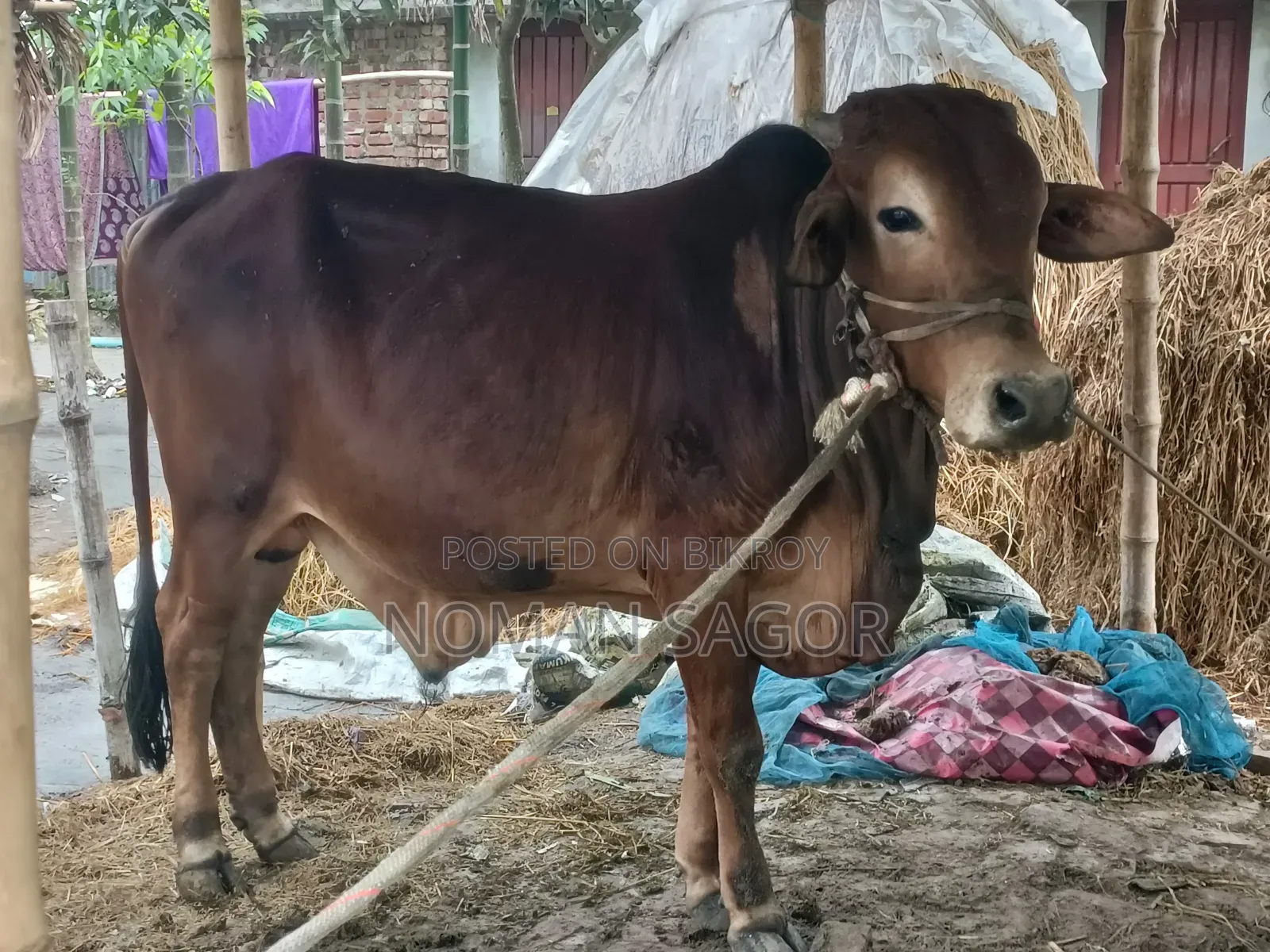 শাহিওয়াল সিন্ধি ষাড় গরু