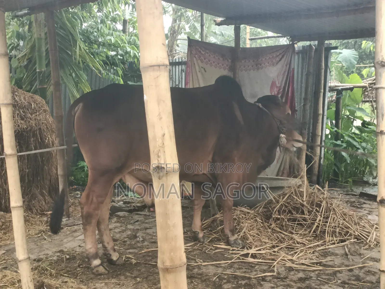 শাহিওয়াল সিন্ধি ষাড় গরু