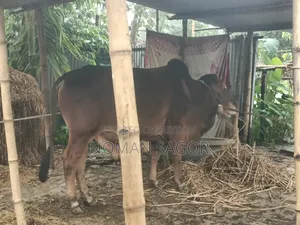 শাহিওয়াল সিন্ধি ষাড় গরু