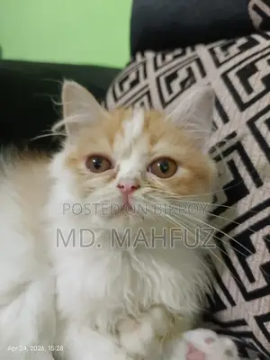 1-3 Months Female Mixed Breed Persian
