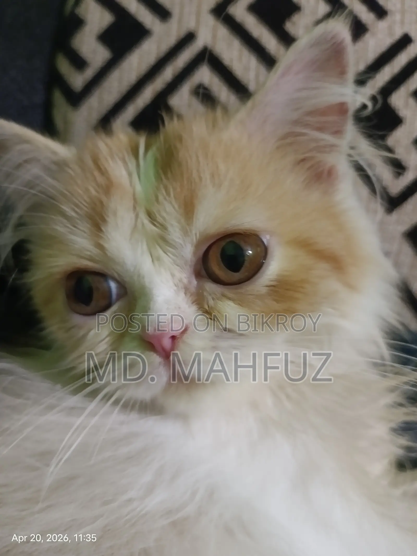 1-3 Months Female Mixed Breed Persian