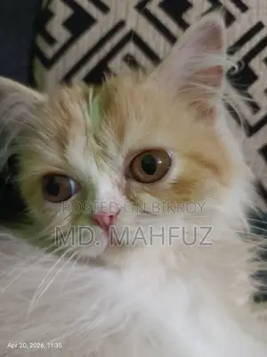1-3 Months Female Mixed Breed Persian