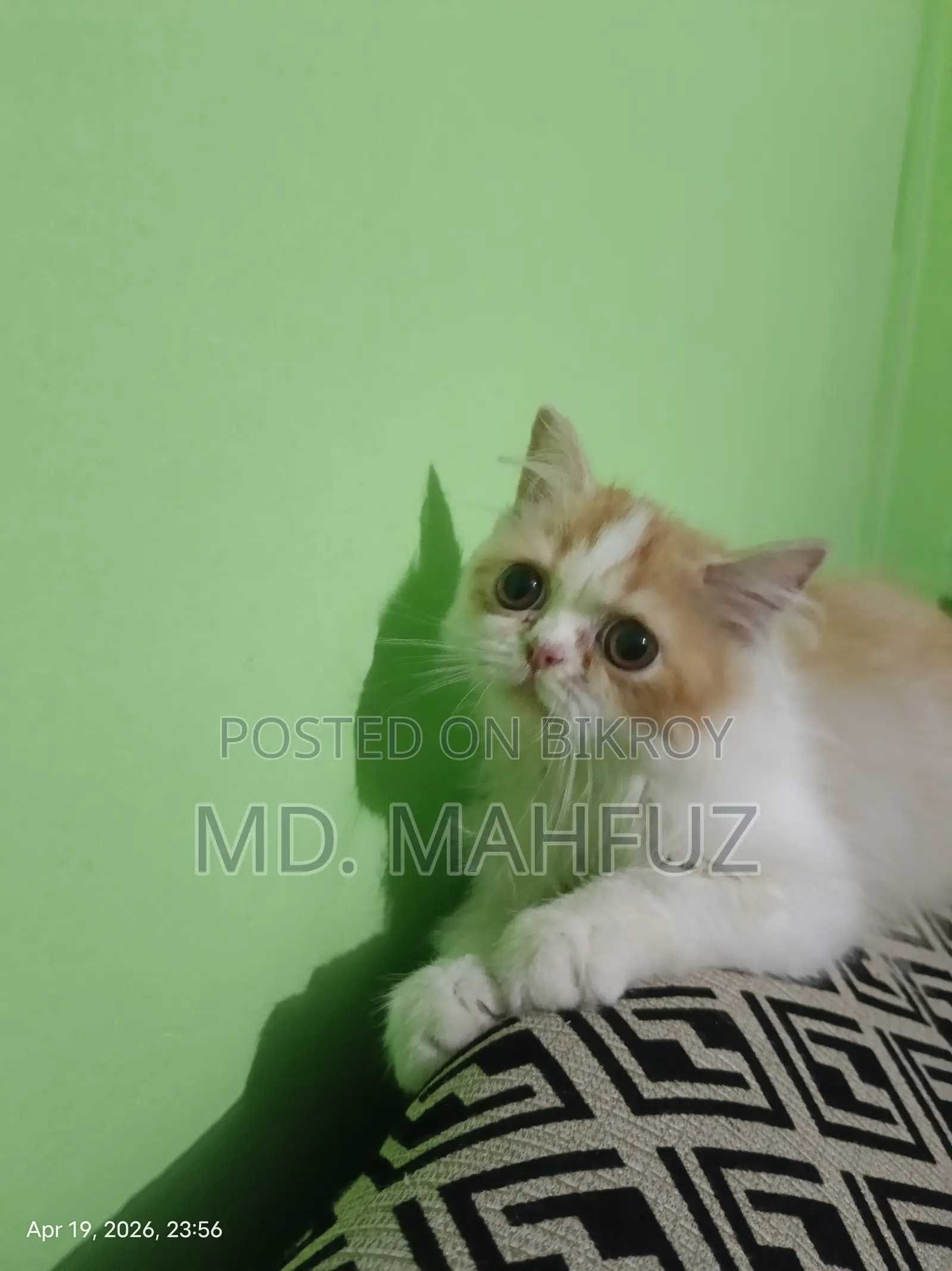 1-3 Months Female Mixed Breed Persian