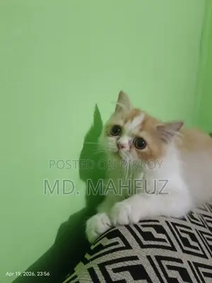 1-3 Months Female Mixed Breed Persian