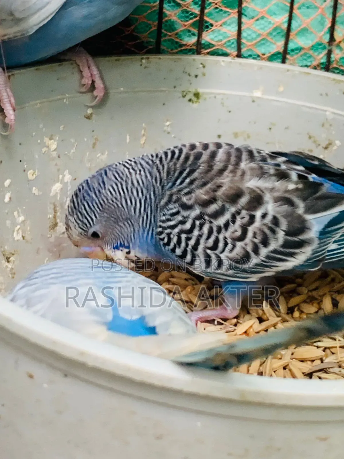 ৩ পিছ বাজরিগার পাখি