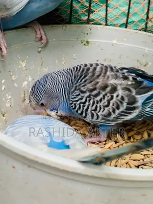 ৩ পিছ বাজরিগার পাখি